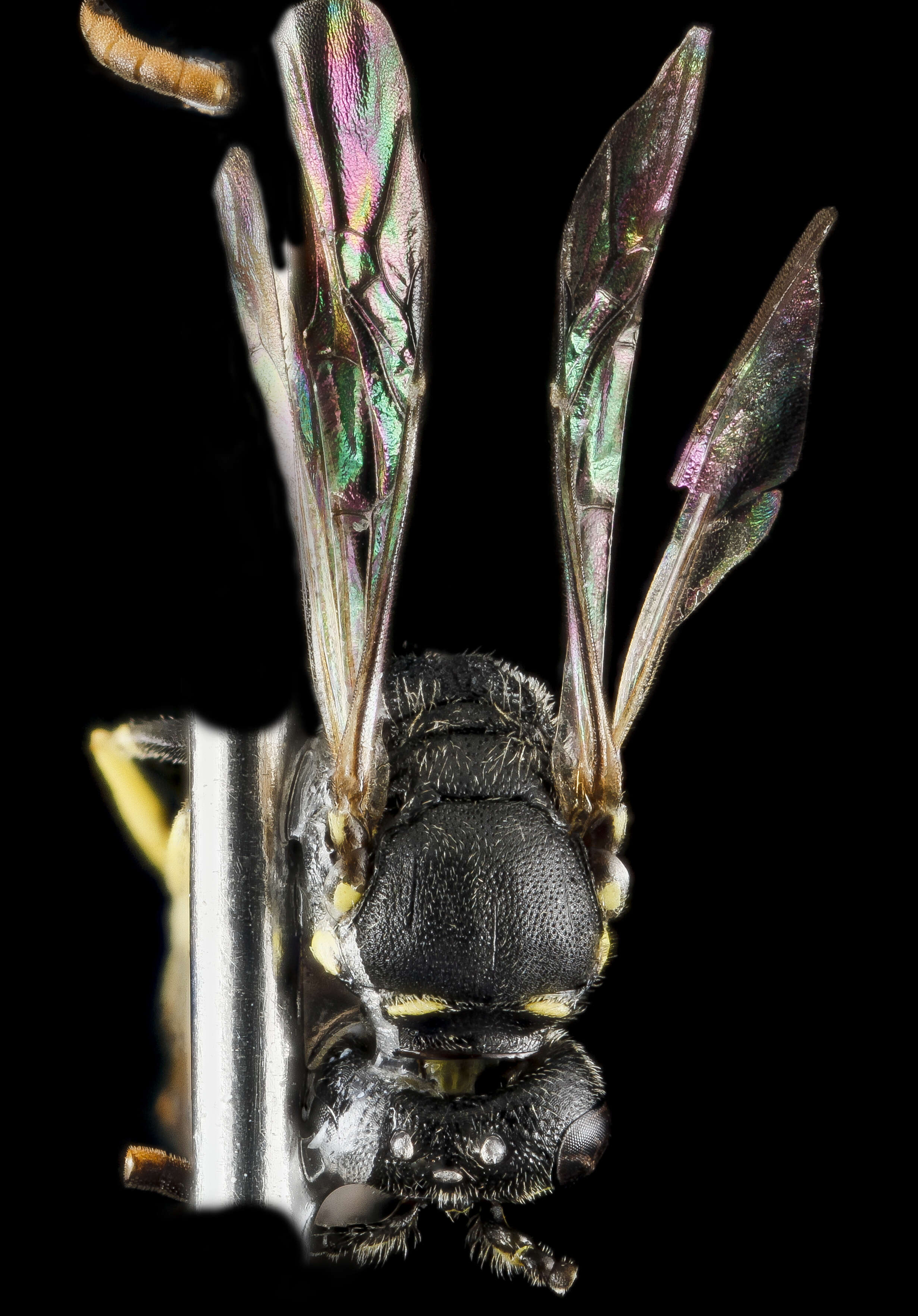 Image of Hylaeus georgicus (Cockerell 1898)