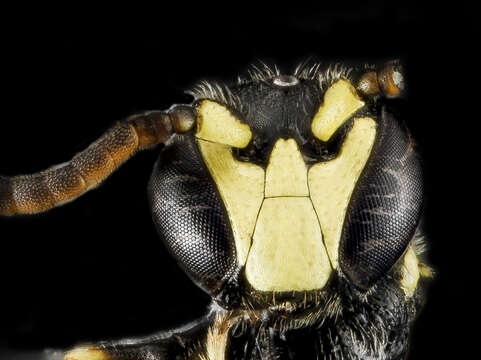 Image of Hylaeus georgicus (Cockerell 1898)