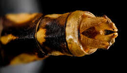 صورة Ophiogomphus susbehcha Vogt & Smith 1993