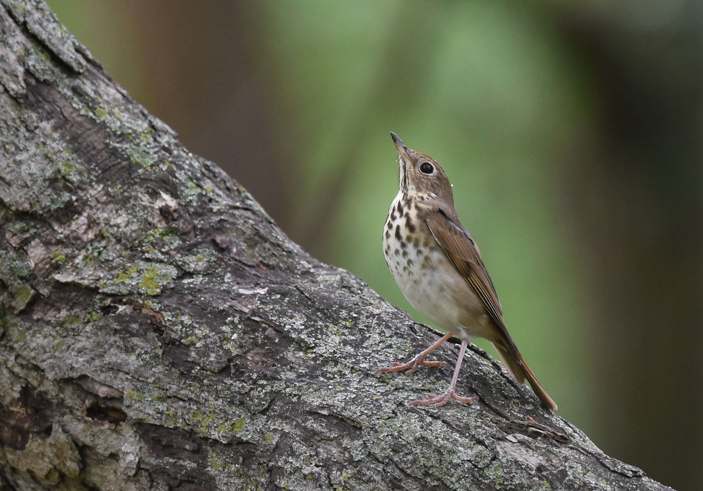 Image of Hermit Thrush