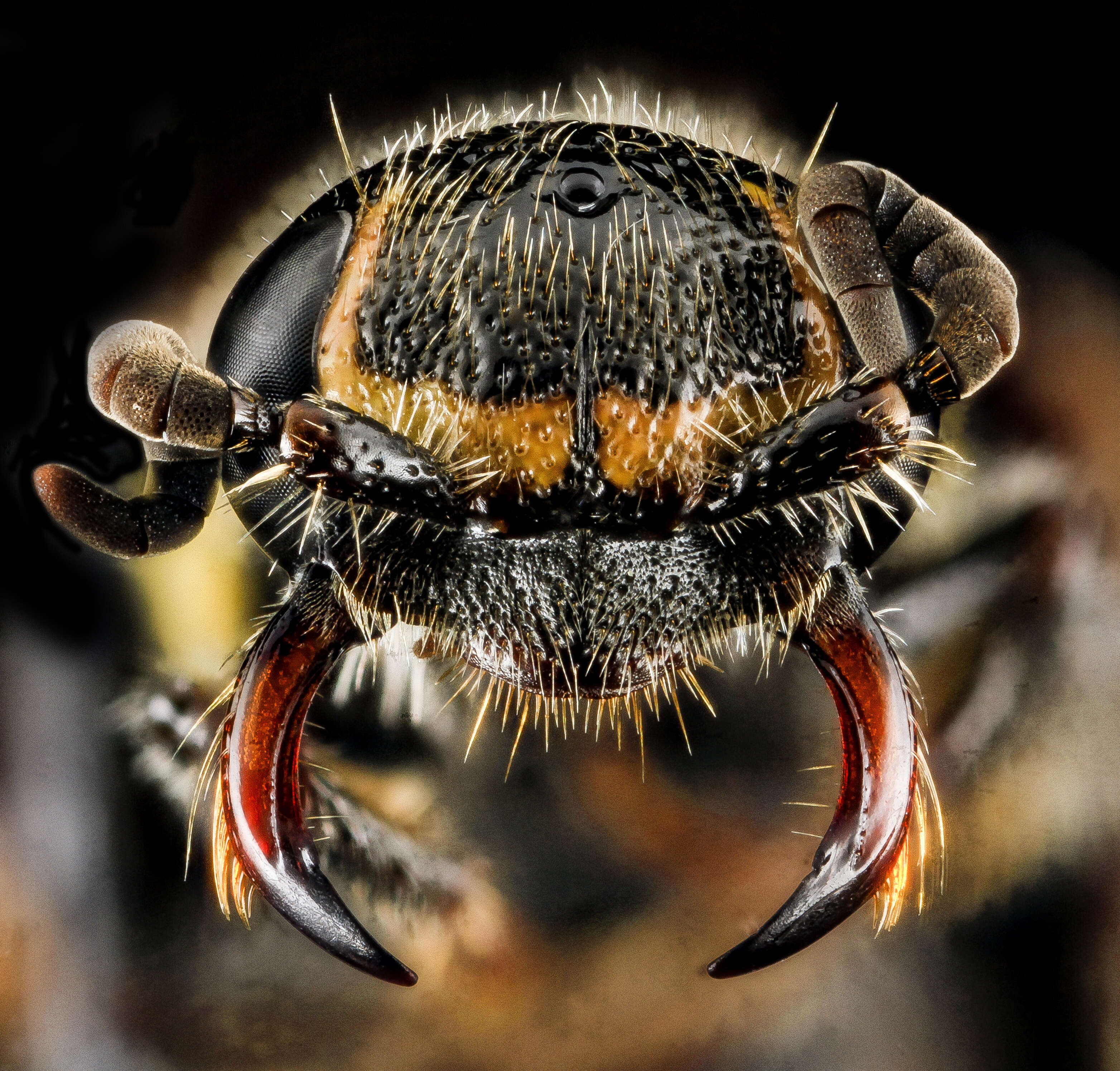 Image of thynnid wasps