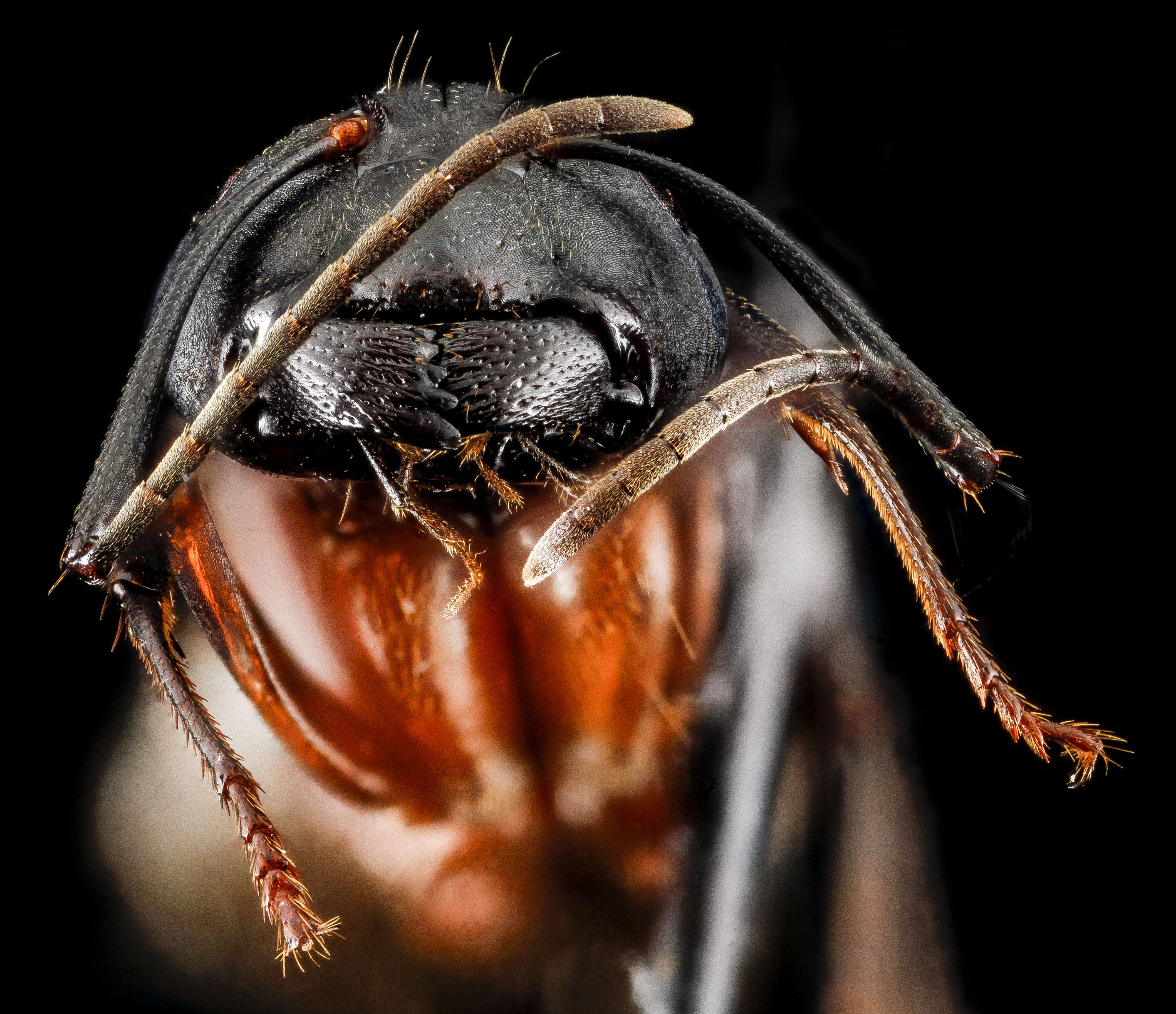 Imagem de Camponotus chromaiodes Bolton 1995