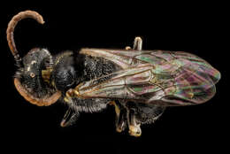 Imagem de Hylaeus hyalinatus Smith 1842