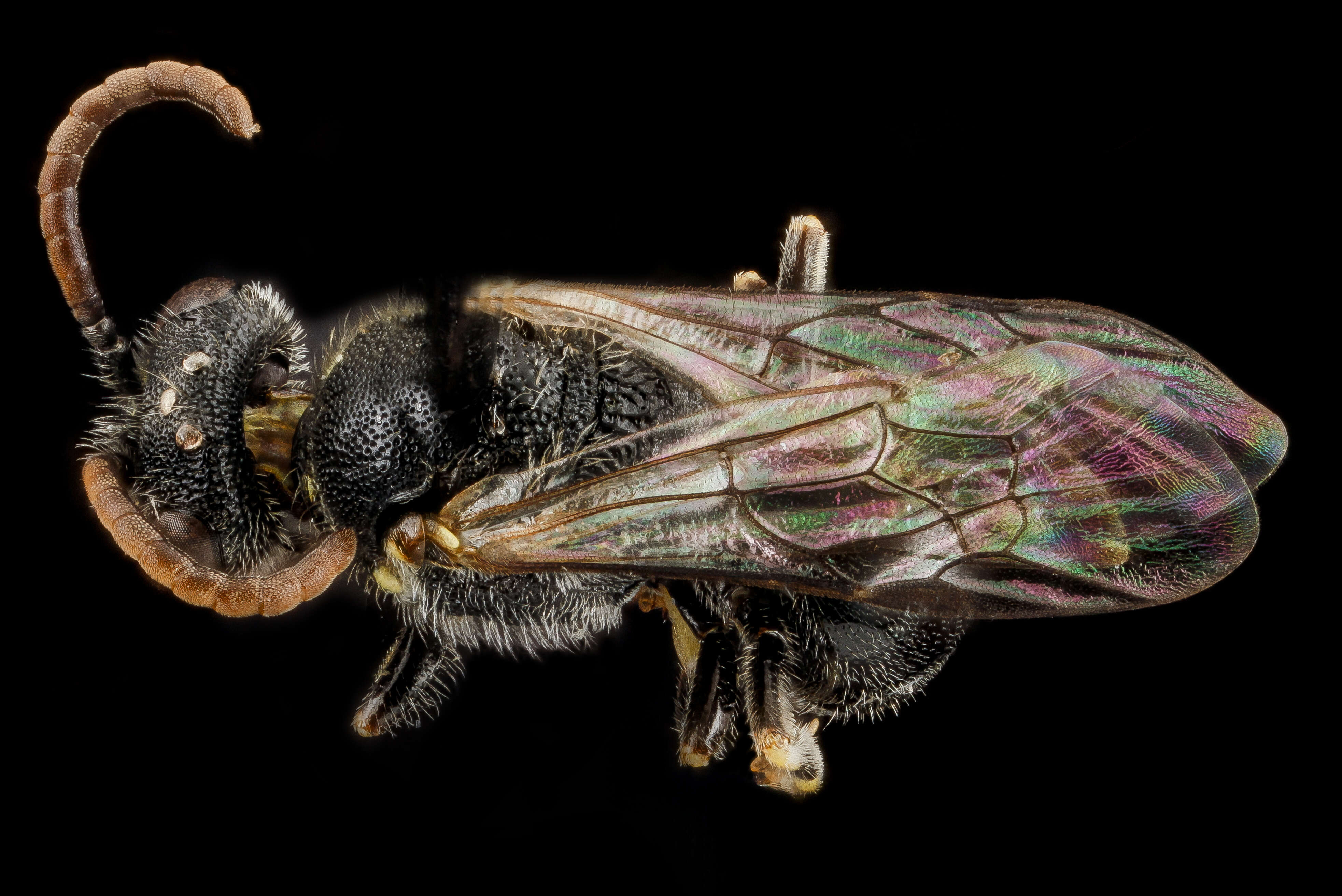 Imagem de Hylaeus hyalinatus Smith 1842