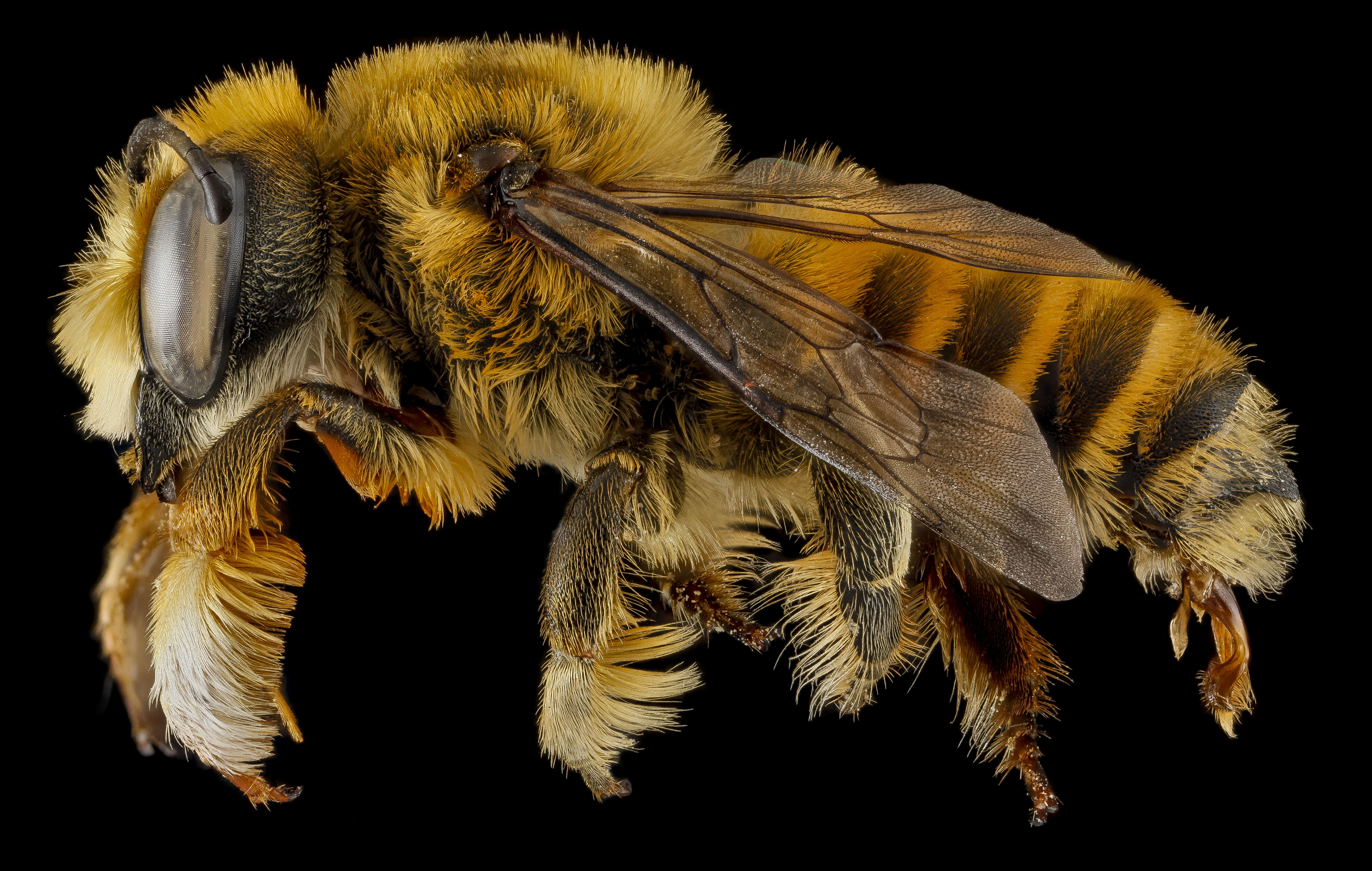 Image of Megachile fortis Cresson 1872