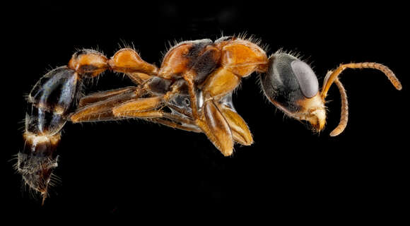 Sivun Pseudomyrmex gracilis (Fabricius 1804) kuva