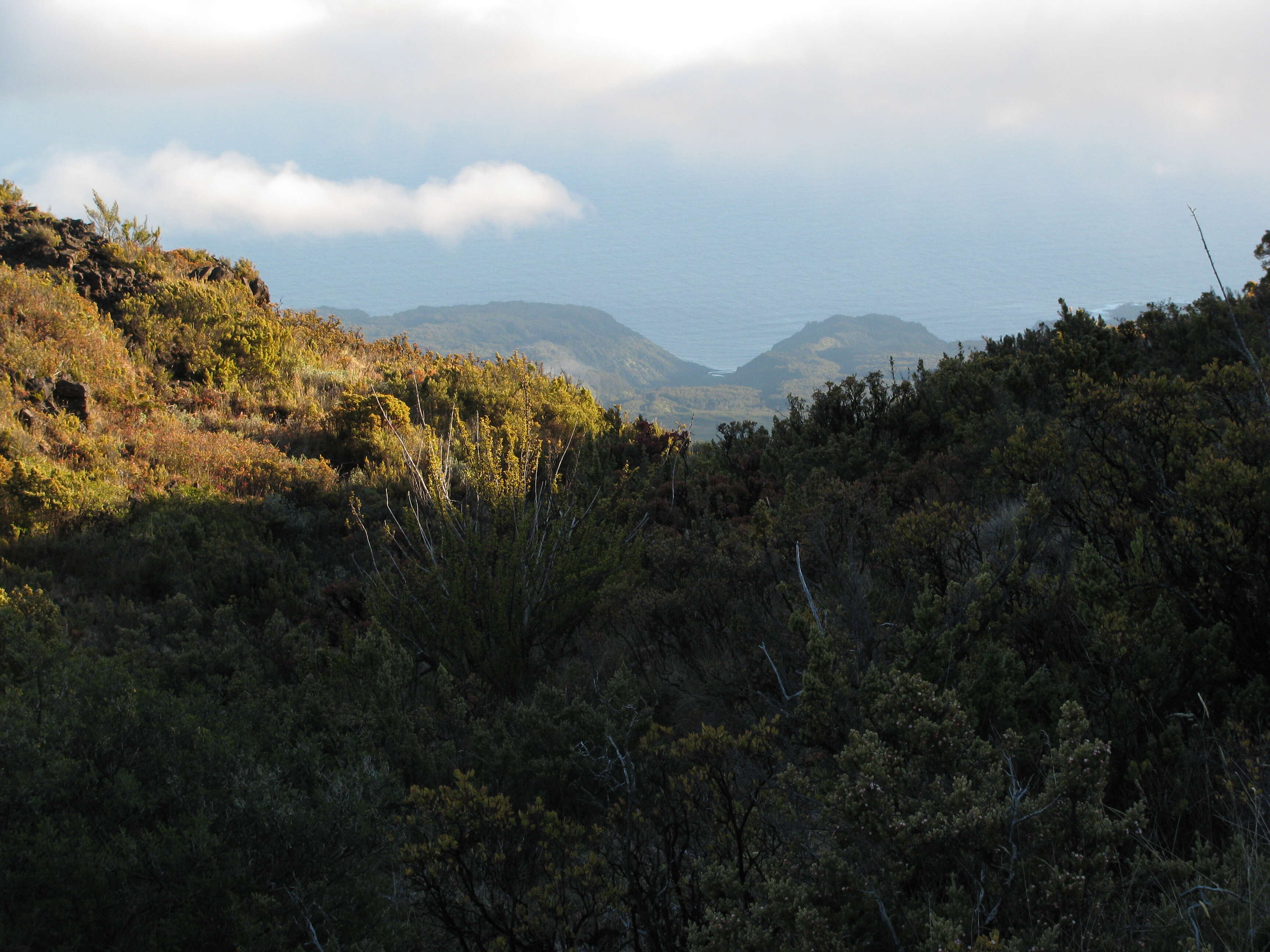 Image of alpine mirrorplant