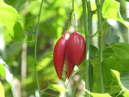 Sivun Adenia heterophylla (Bl.) Koord. kuva