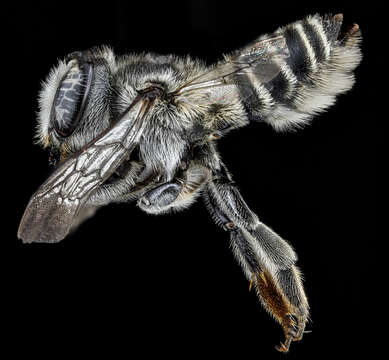 Image of Common Little Leaf-cutter Bee