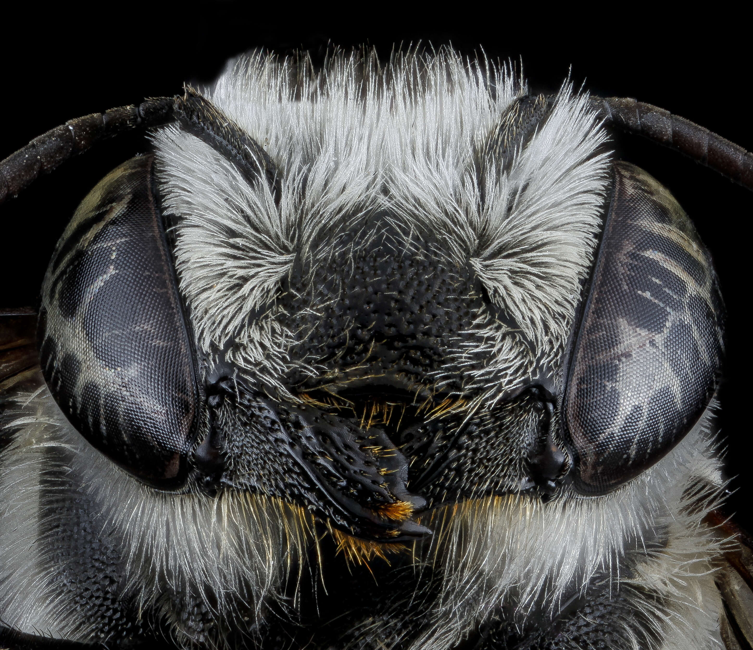 Megachile brevis Say 1837 resmi