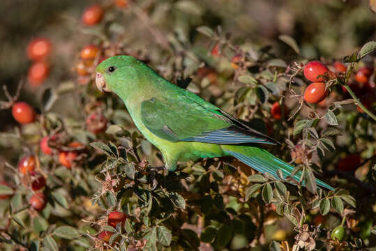 Image of Mountain Parakeet