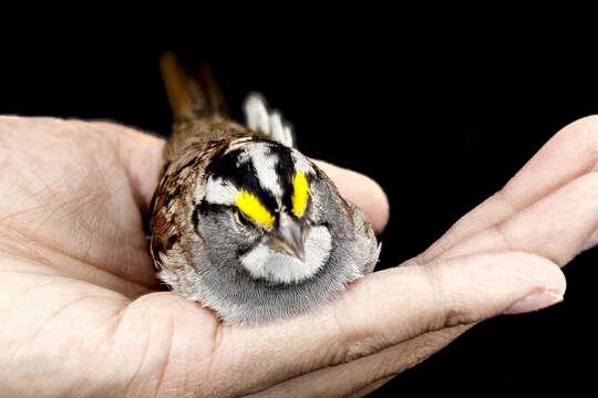 Image of White-throated Sparrow