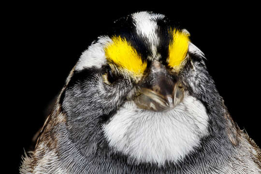 Image of White-throated Sparrow