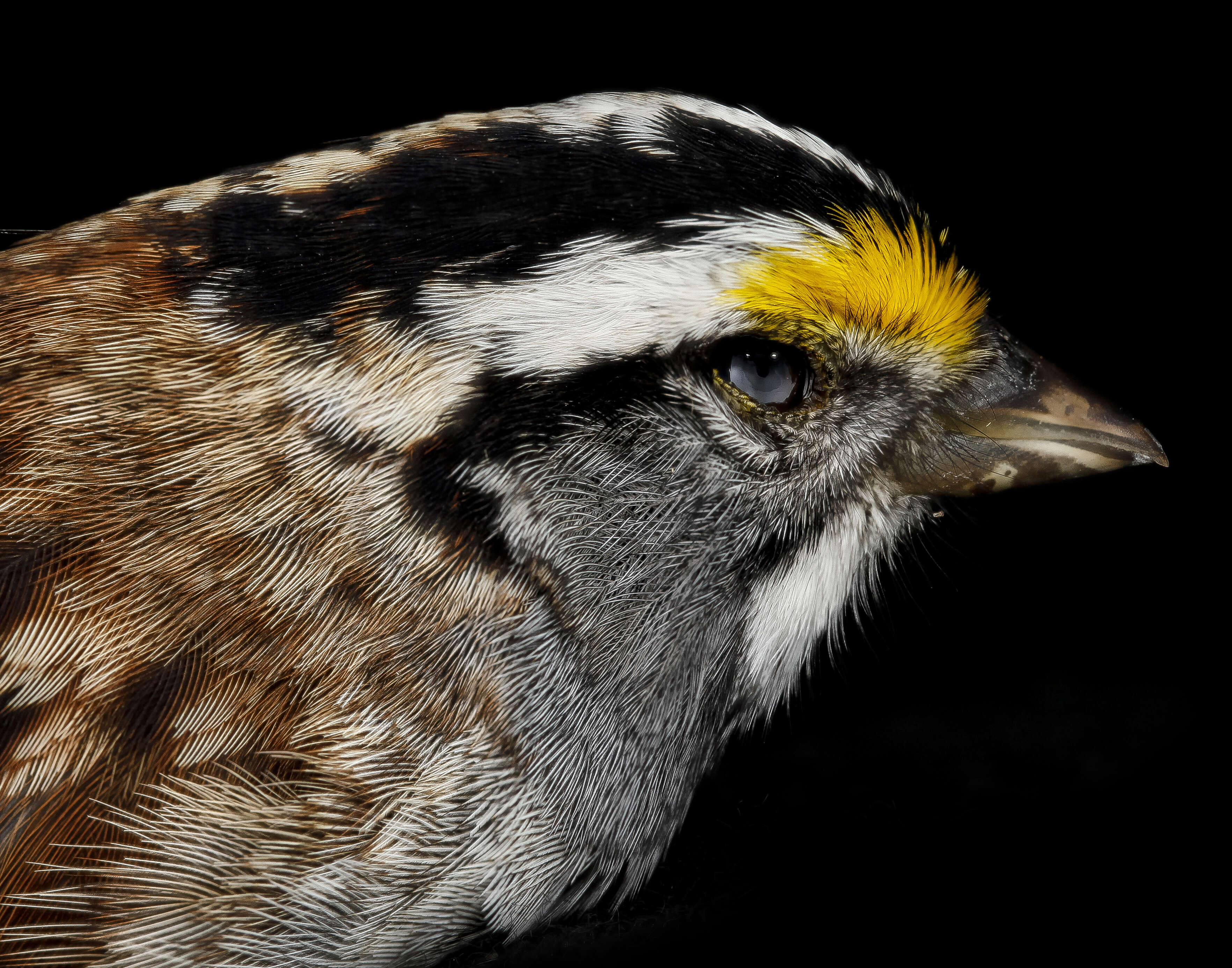 Image of White-throated Sparrow