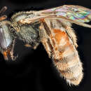 Lasioglossum nymphale (Smith 1853) resmi