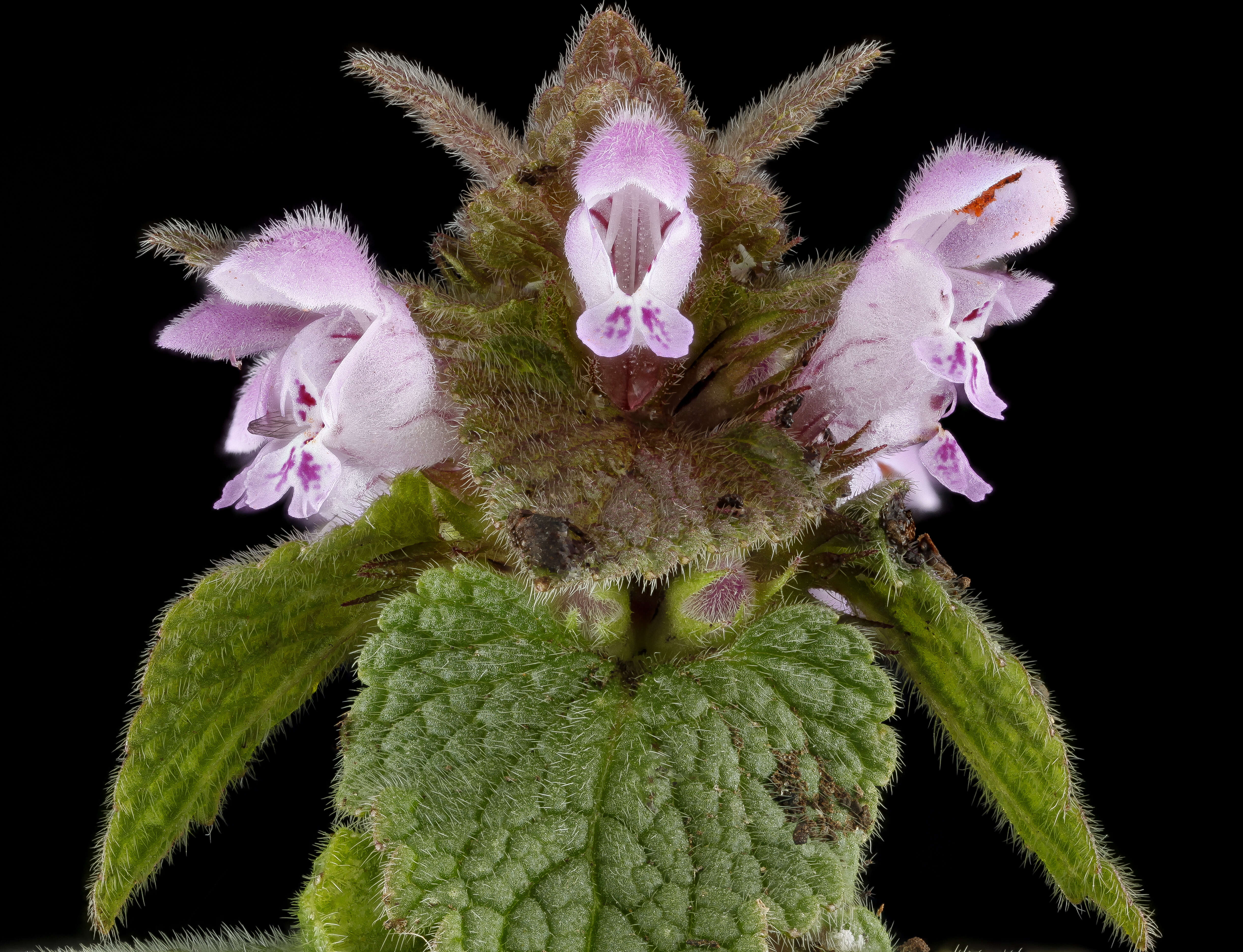 Image of purple archangel