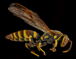 Image of European Paper Wasp