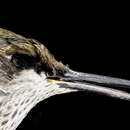 Image of Archilochus colubris (Linnaeus 1758)