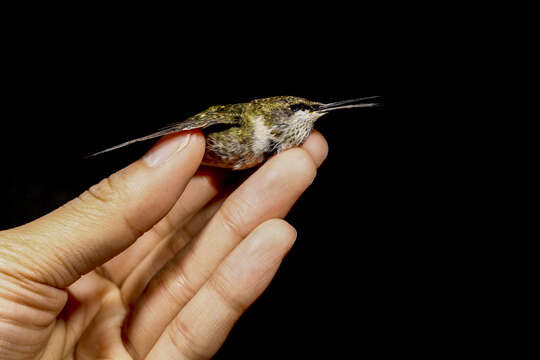 Image of Ruby-throated Hummingbird