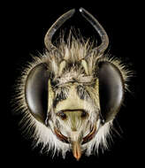 Image de Anthophora plumipes (Pallas 1772)