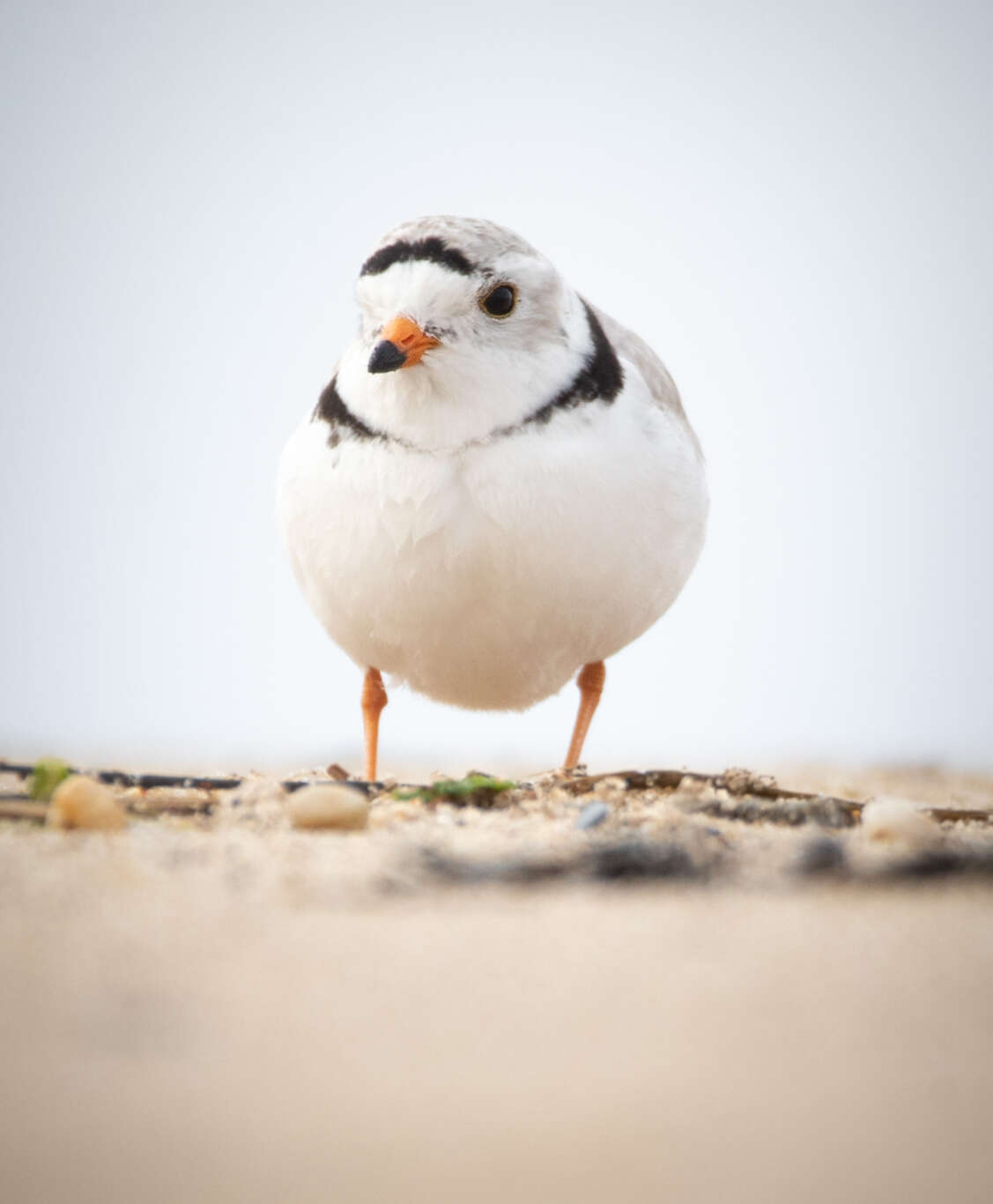 Image of Piping Plover