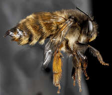 Image de Anthophora plumipes (Pallas 1772)