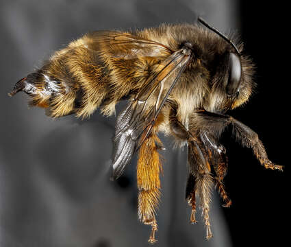 Image of Anthophora plumipes (Pallas 1772)