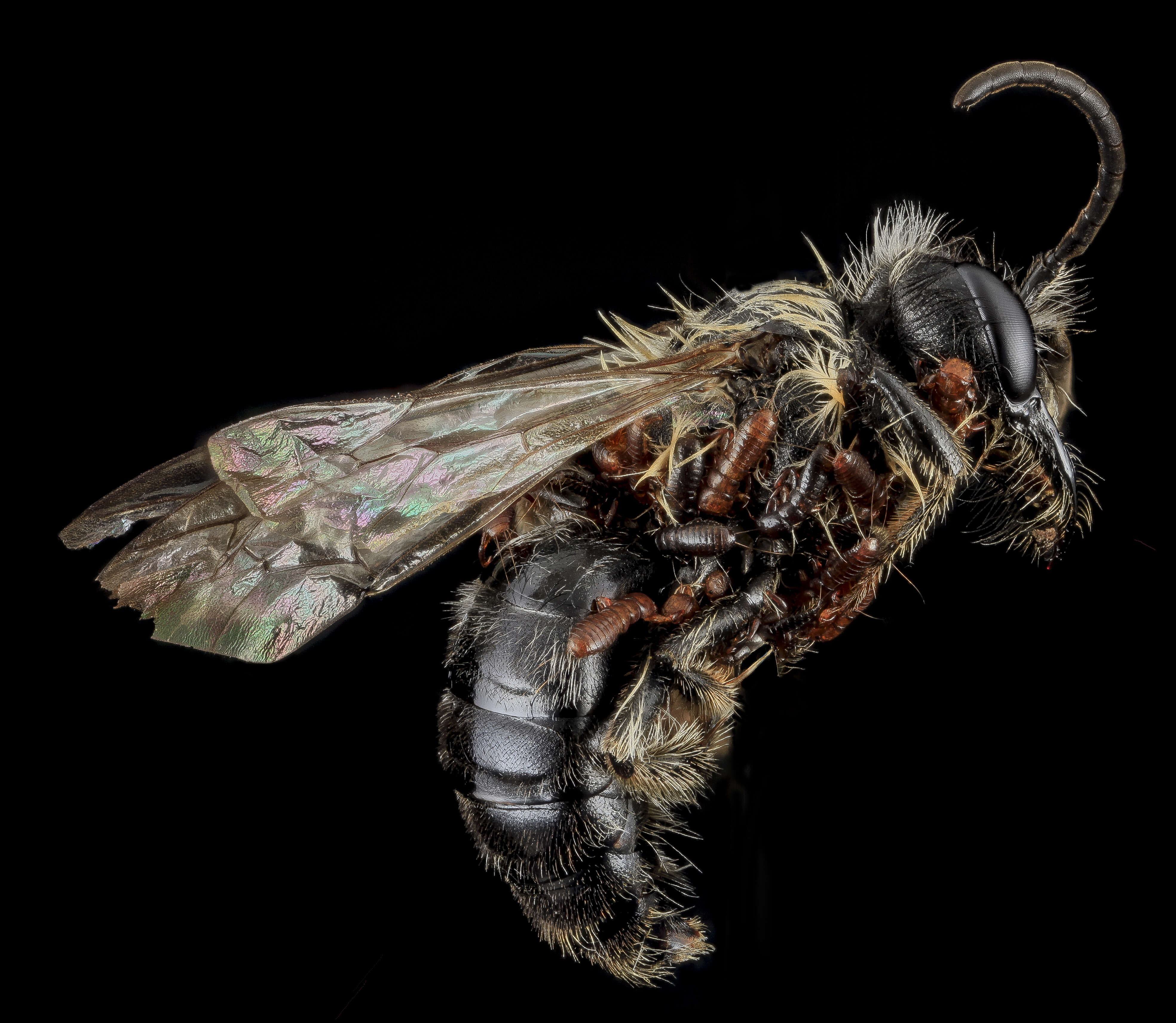 Imagem de Andrena carlini Cockerell 1901