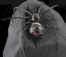 Latrodectus variolus Walckenaer 1837的圖片