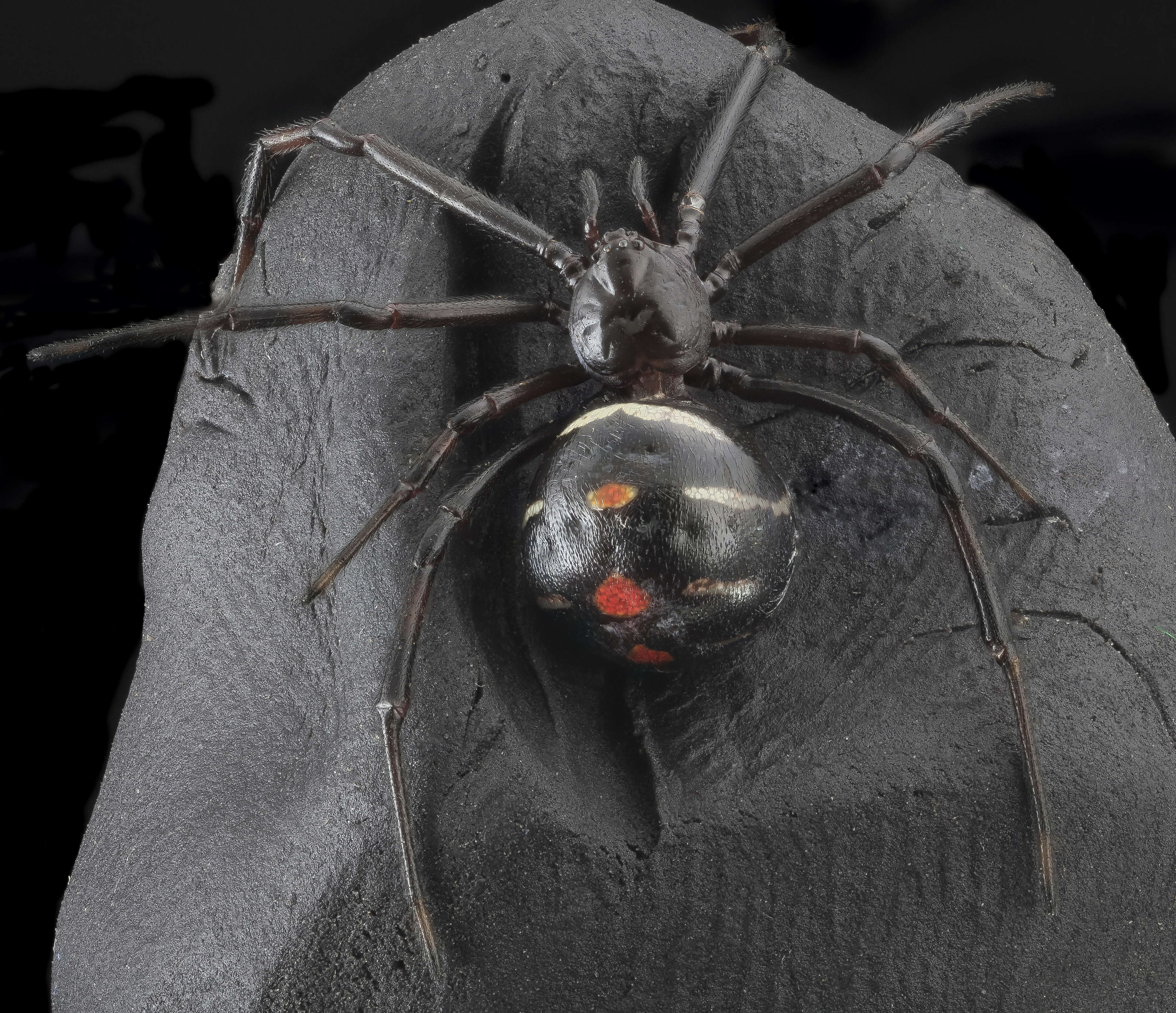 Plancia ëd Latrodectus variolus Walckenaer 1837