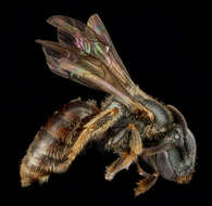 Lasioglossum surianae (Mitchell 1960)的图像