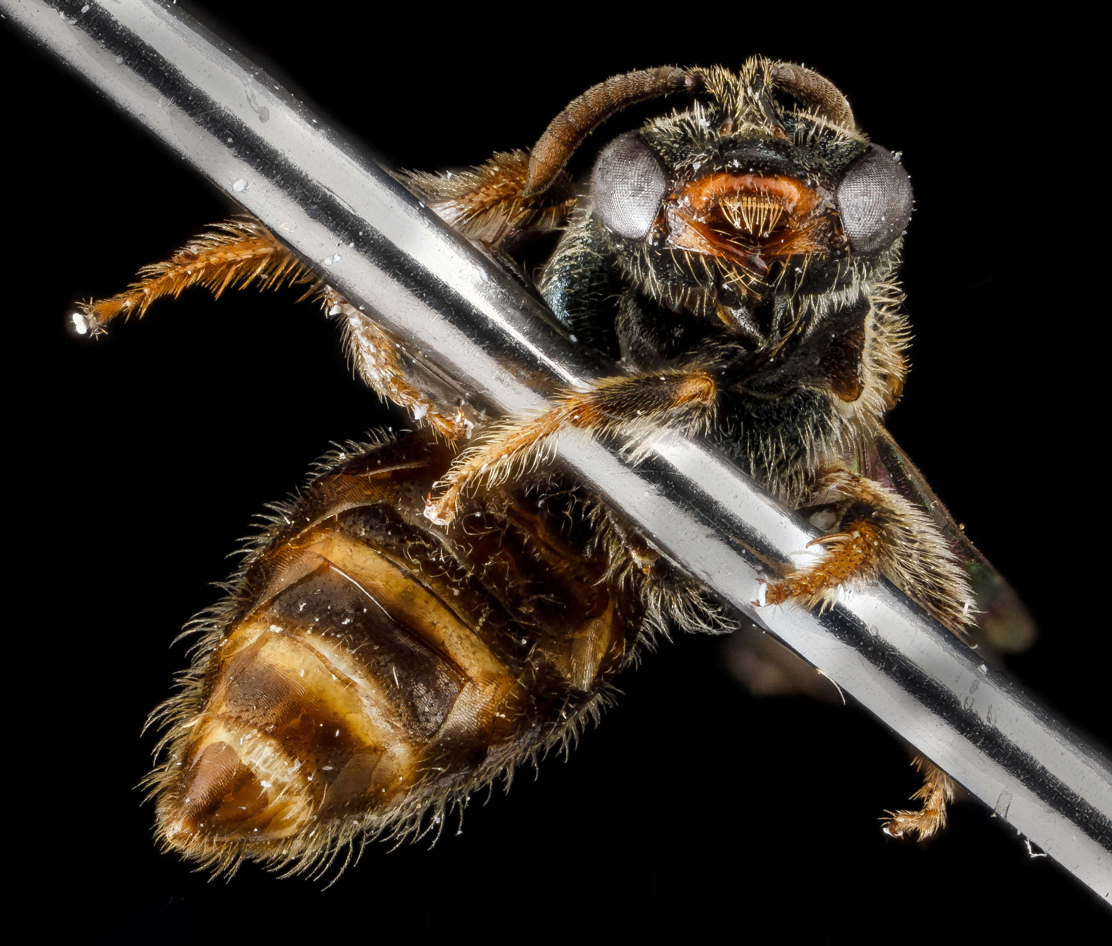 Lasioglossum surianae (Mitchell 1960)的图像