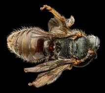 Lasioglossum surianae (Mitchell 1960)的图像
