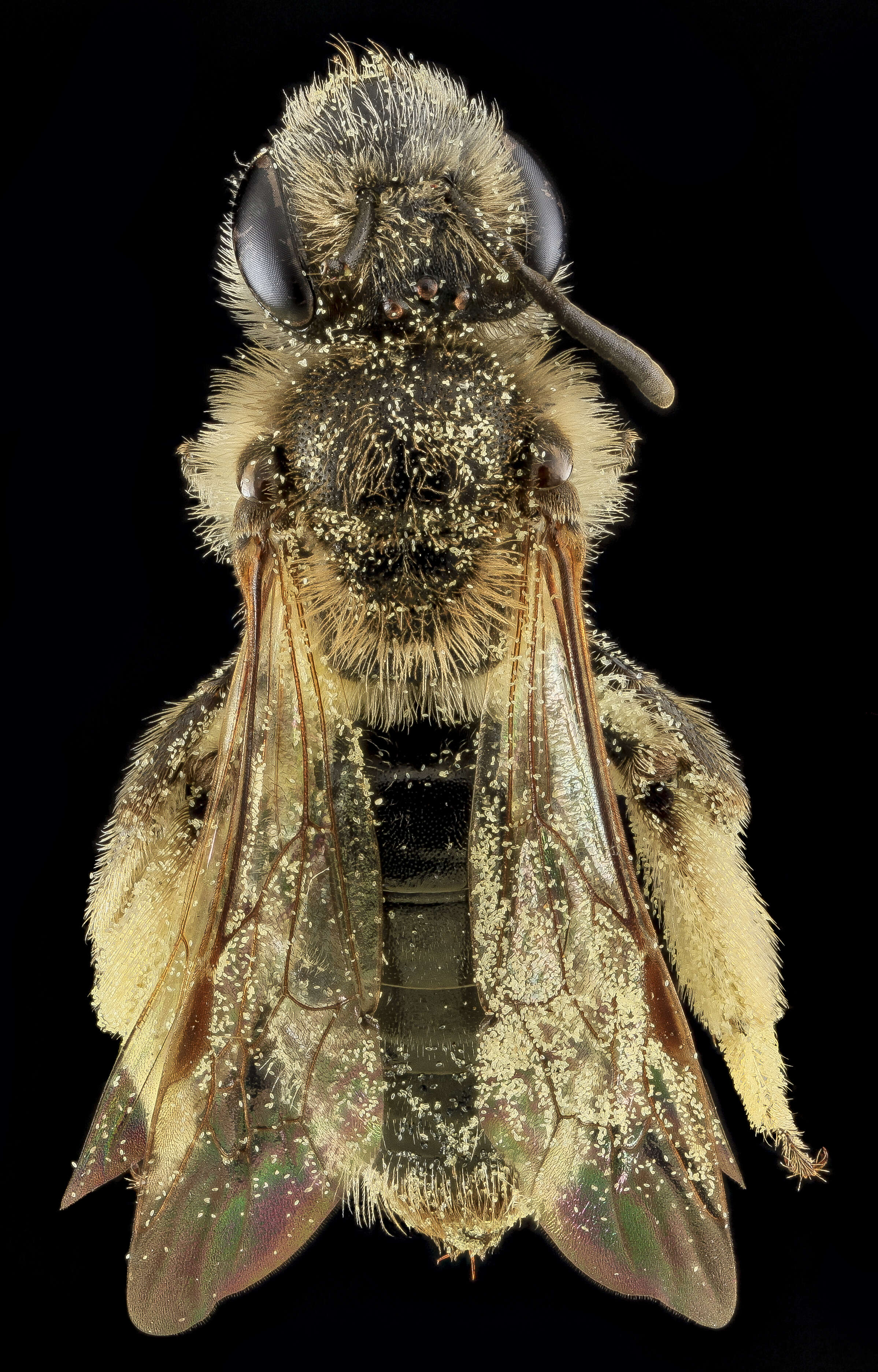 Imagem de Andrena fenningeri Viereck 1922