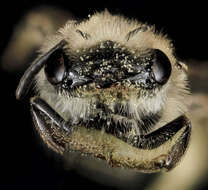 Imagem de Andrena fenningeri Viereck 1922