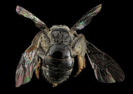 Imagem de Lasioglossum pectinatum (Robertson 1890)