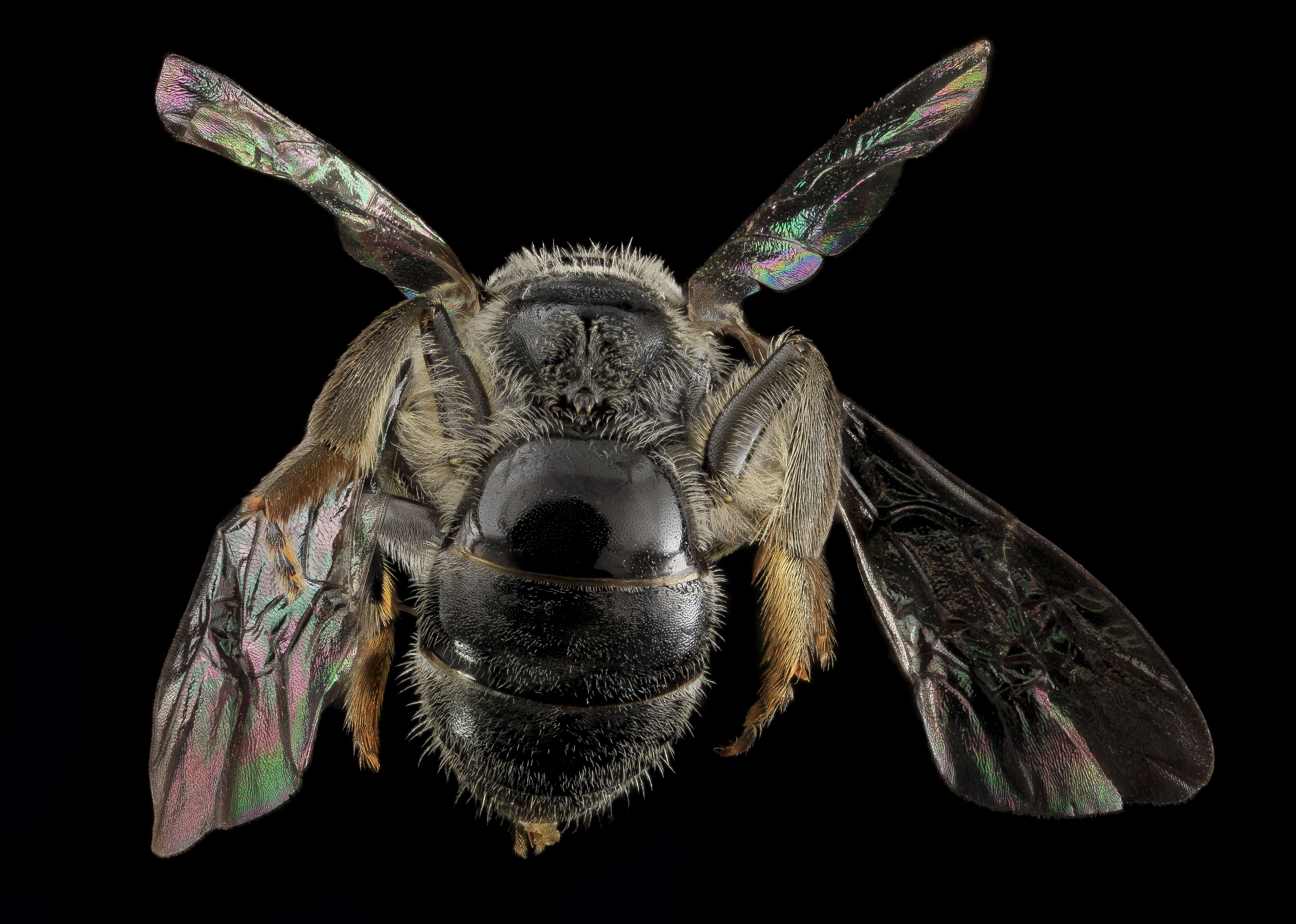 Lasioglossum pectinatum (Robertson 1890)的圖片