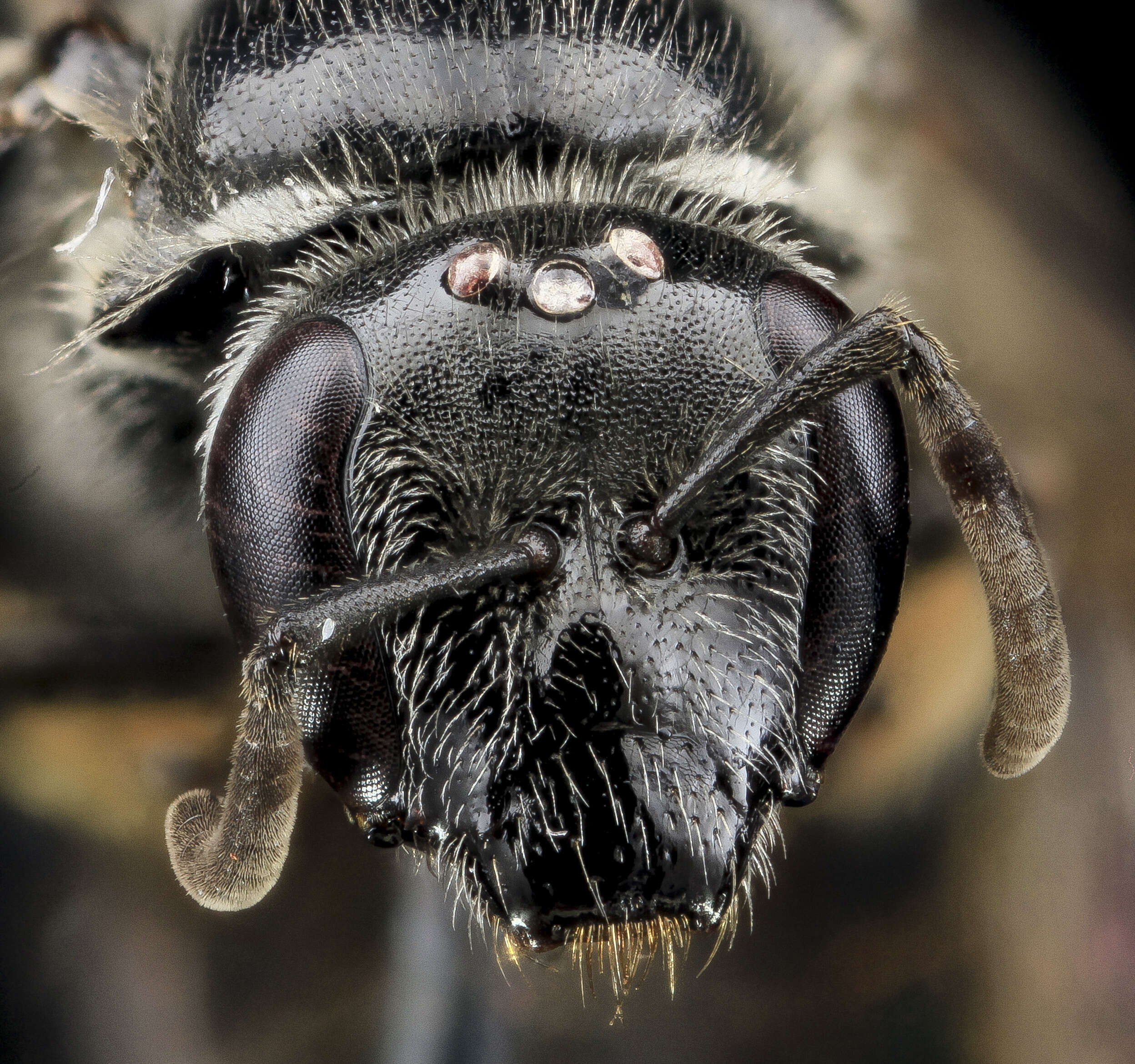 Imagem de Lasioglossum pectinatum (Robertson 1890)