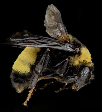 Image of Black and Gold Bumble bee