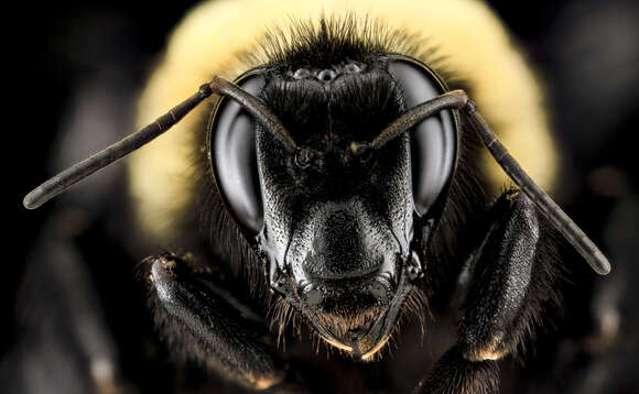 Image of Black and Gold Bumble bee