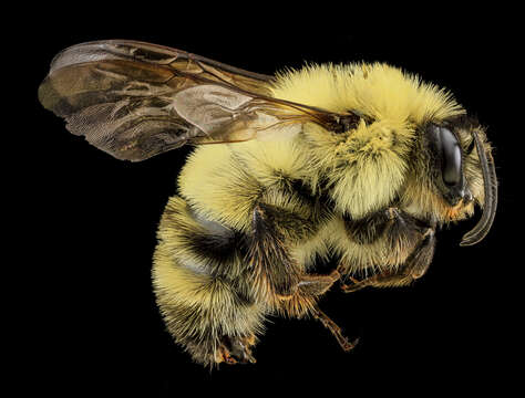 Image of Two-spotted Bumblebee