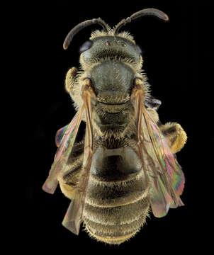 Image of Halictus confusus Smith 1853