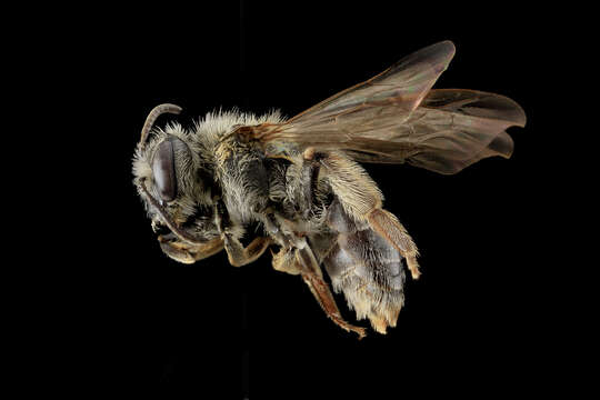 Image of Andrena forbesii Robertson 1891