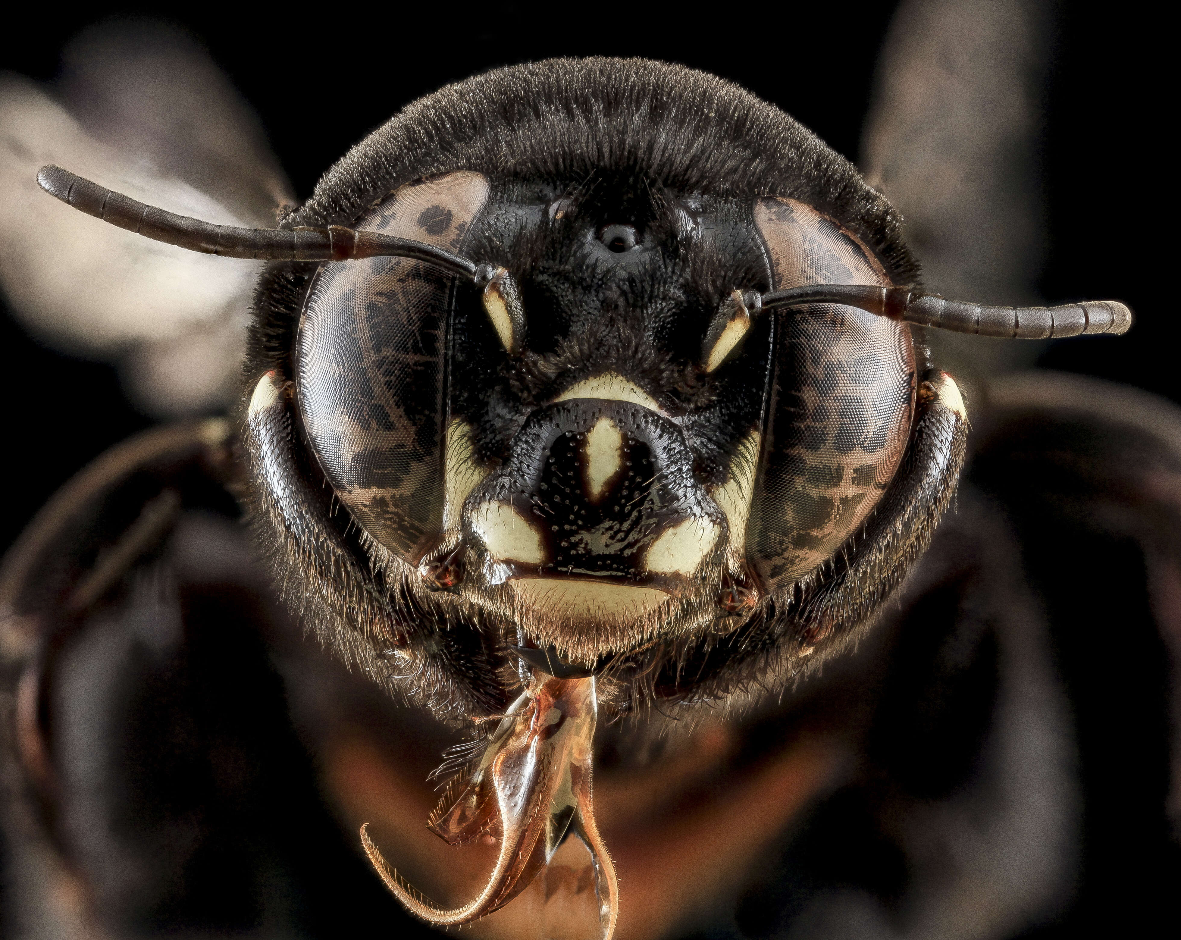 Plancia ëd Centris haemorrhoidalis (Fabricius 1775)