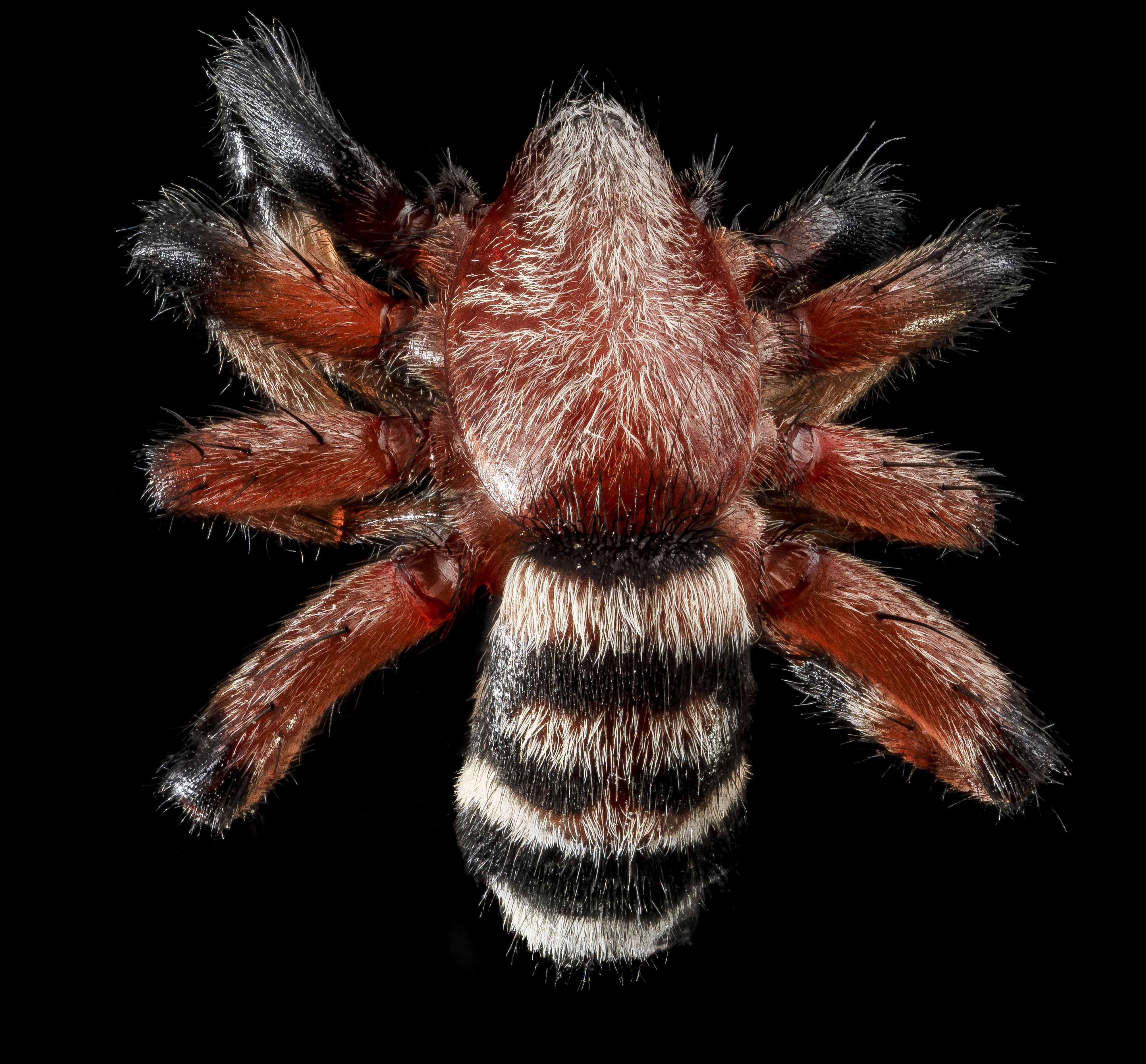 Image of Variegated Ground Spider