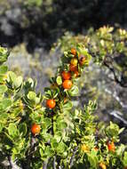 Image of alpine mirrorplant