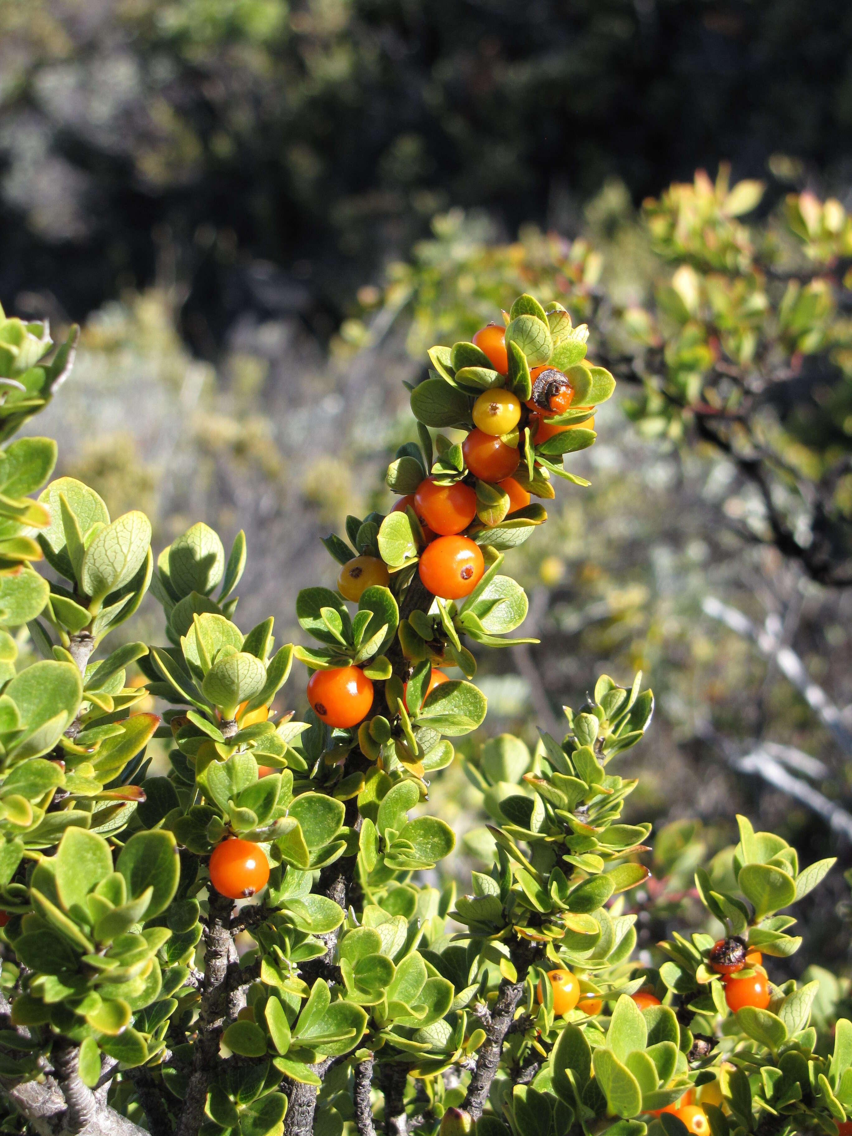 Image of alpine mirrorplant