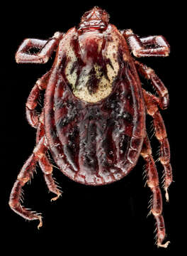 Image of American dog tick