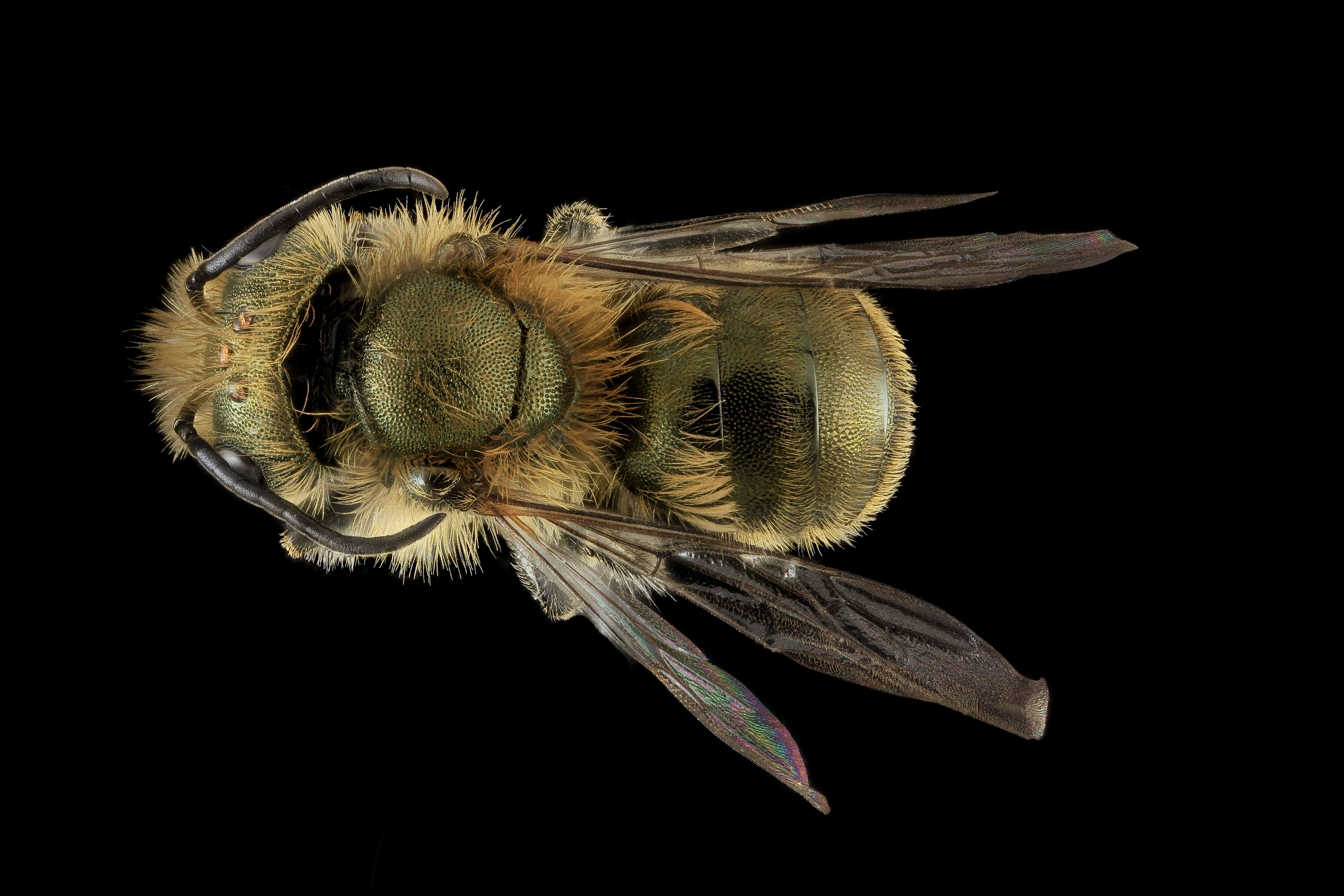 Plancia ëd Osmia pumila Cresson 1864