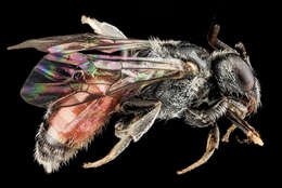 صورة Sphecodes tainoi Engel 2006